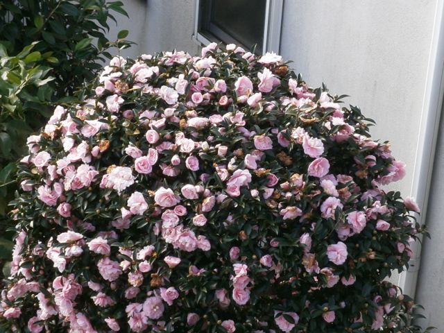 f0130894_20561852.jpg