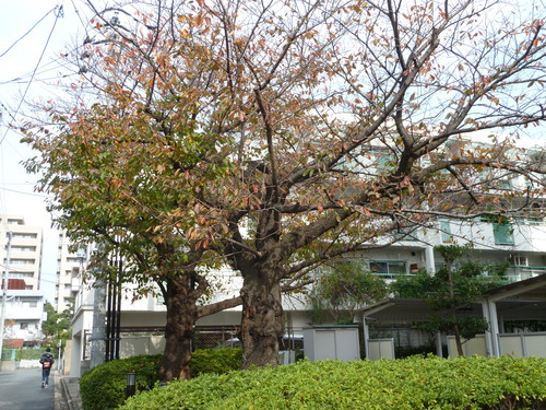 f0166694_1659466.jpg