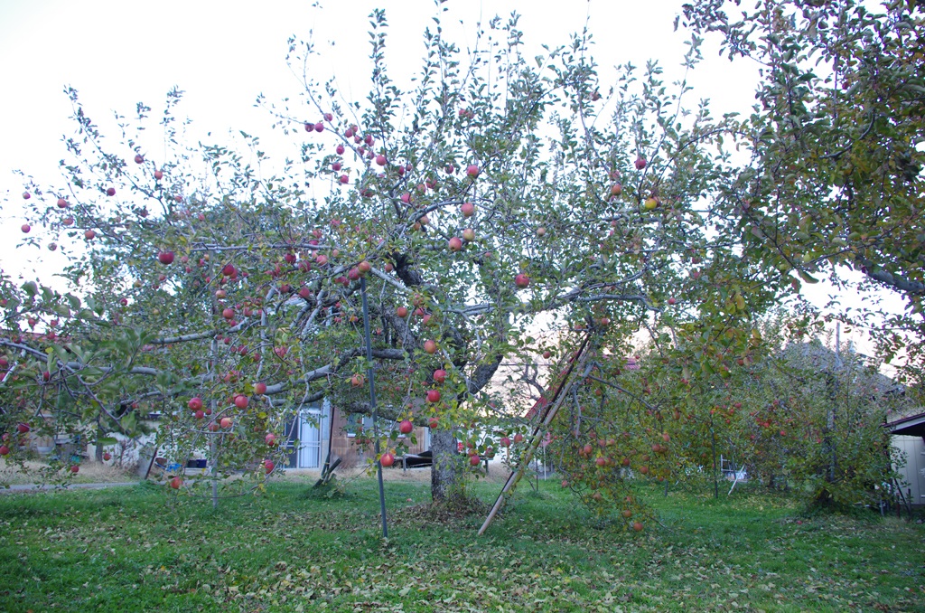 b0062024_2113525.jpg