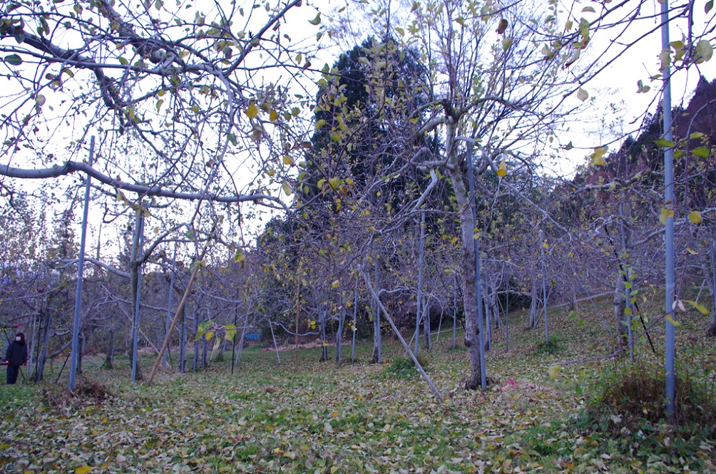 b0062024_21171713.jpg