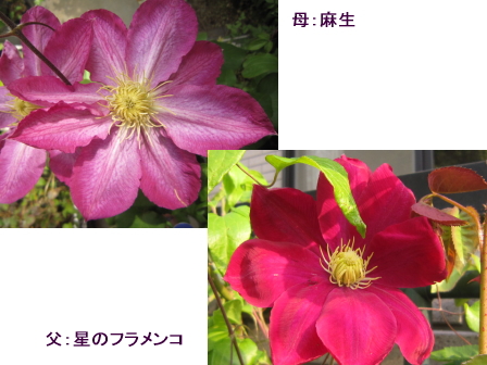 c0025140_22243.jpg