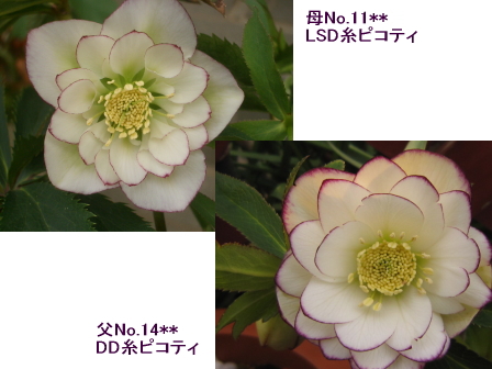 c0025140_2224359.jpg