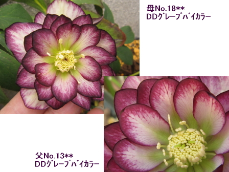 c0025140_222525.jpg