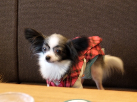 e0100046_142391.jpg