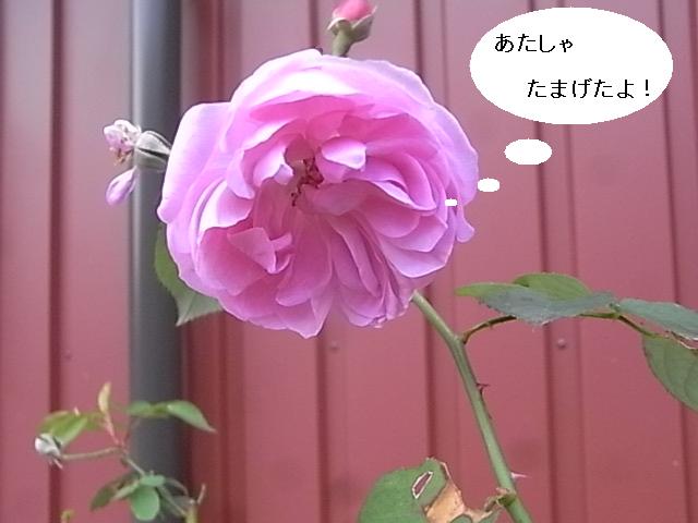 a0146070_6234594.jpg