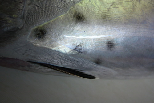 c0204385_10472792.jpg