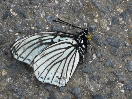 d0160692_1135027.jpg