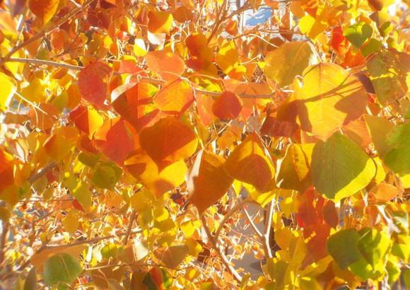 c0186410_12575651.jpg