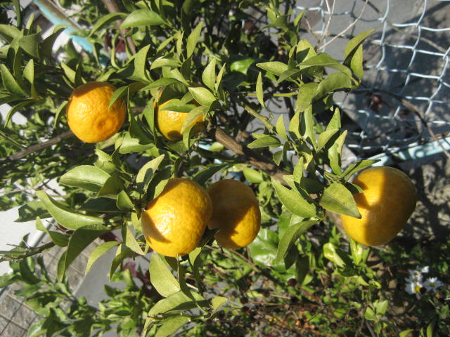 f0139520_13544872.jpg