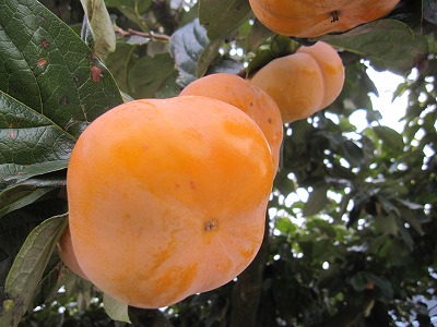 e0098473_01079.jpg