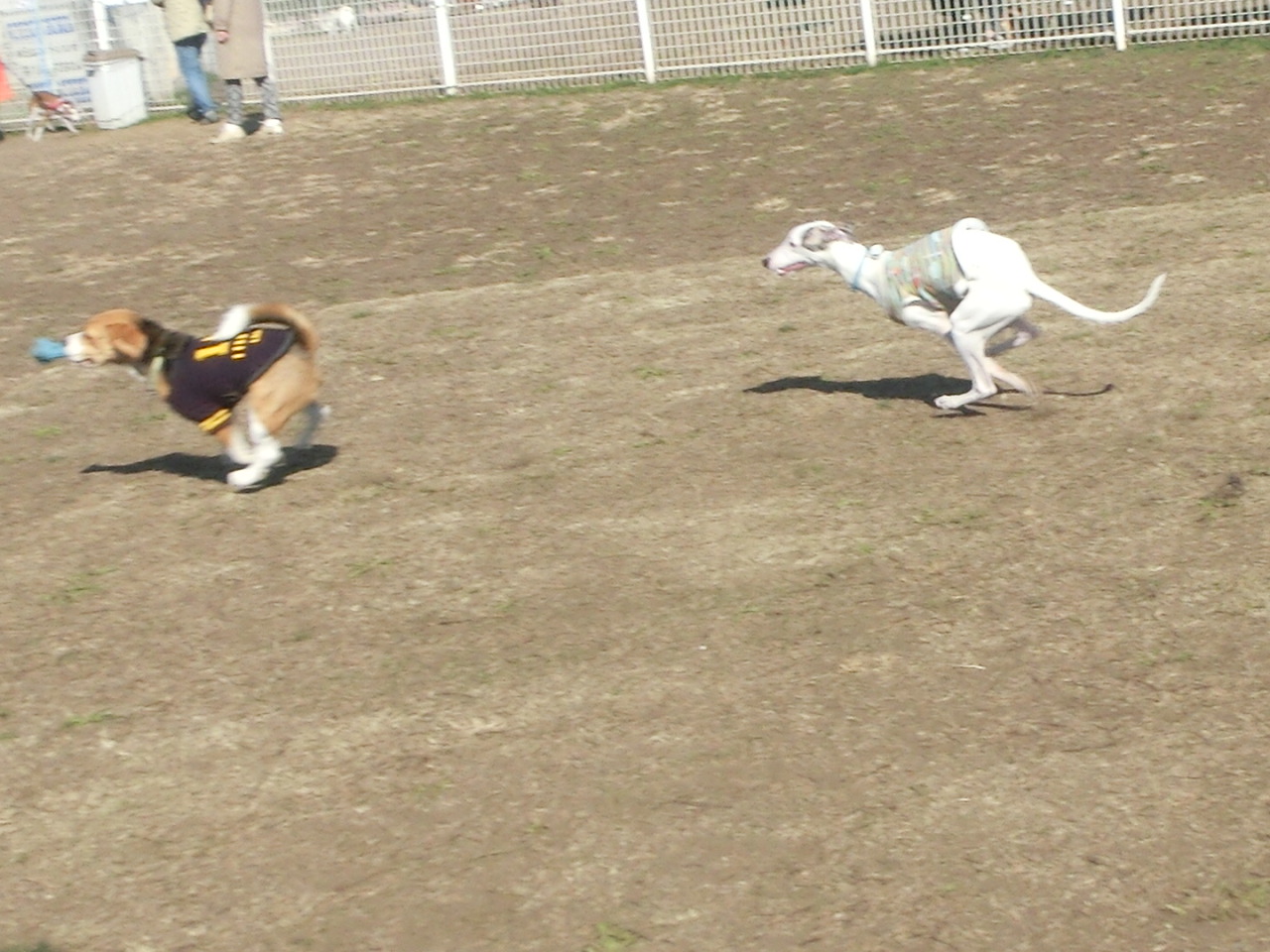 a0319693_16442342.jpg