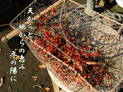 f0137096_2043579.jpg