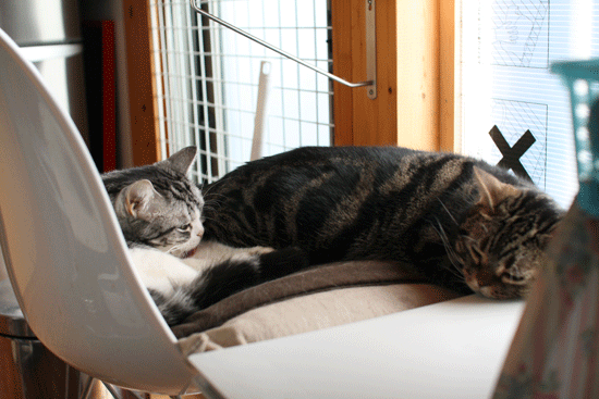 c0011300_18554946.gif