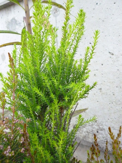 f0228619_2065690.jpg