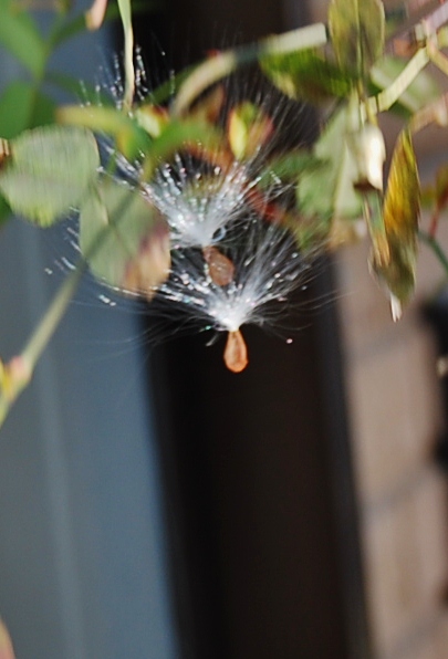 f0000148_758578.jpg