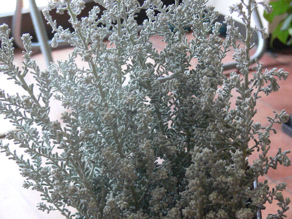 e0140986_1484516.jpg