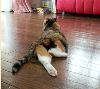 c0011300_20593693.gif