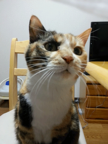 c0011300_20594182.gif