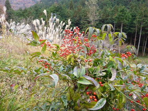d0170615_11524811.jpg