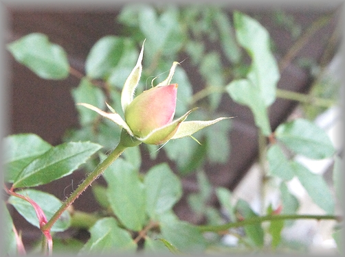 c0080132_15152296.jpg
