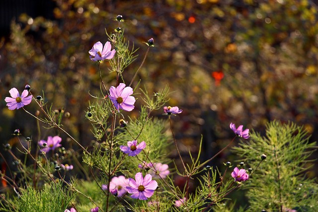 a0242438_20295039.jpg