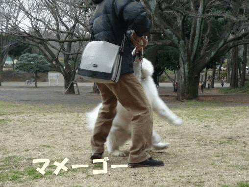 e0176159_12010981.gif