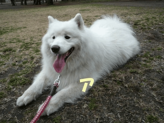 e0176159_12241167.gif
