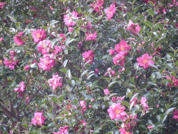 e0292172_2049050.jpg