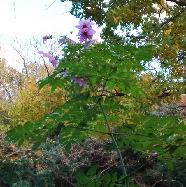 b0307692_1531765.jpg