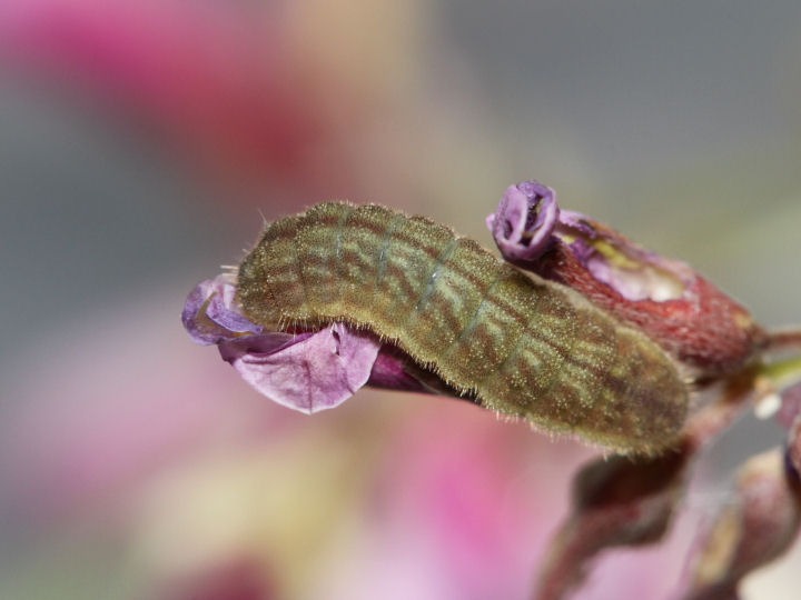 b0194593_7205735.jpg