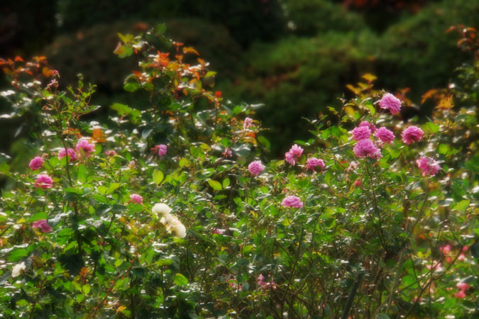 a0263109_145102.jpg