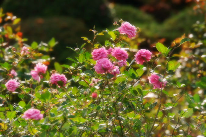 a0263109_14511648.jpg