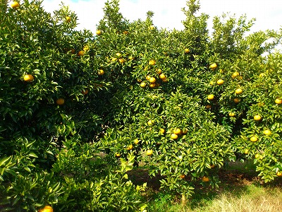 f0100911_21465034.jpg