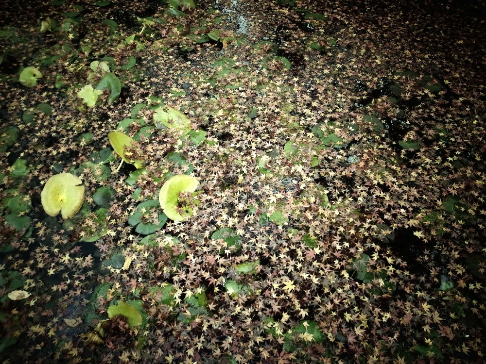 e0009147_103175.jpg