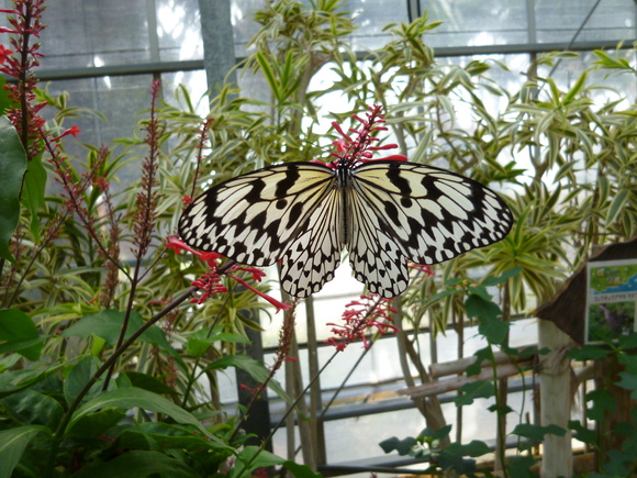 a0193457_9484655.jpg