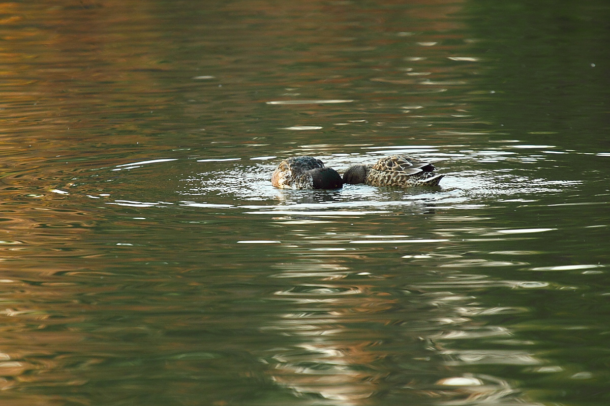 e0249878_21311692.jpg