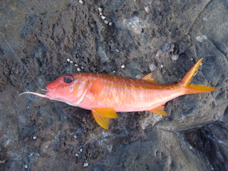 a0137192_21461145.jpg