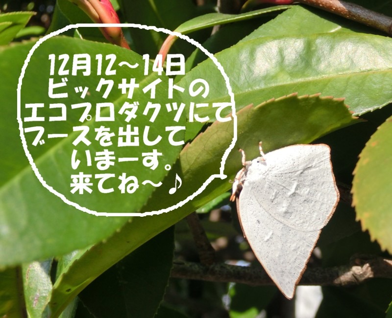 b0194593_22582278.jpg