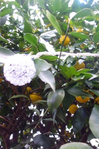 f0137694_856964.jpg