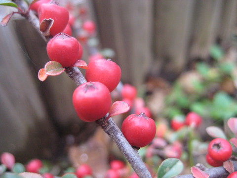 f0201297_054429.jpg