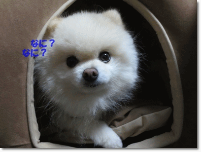 b0167519_21374262.gif