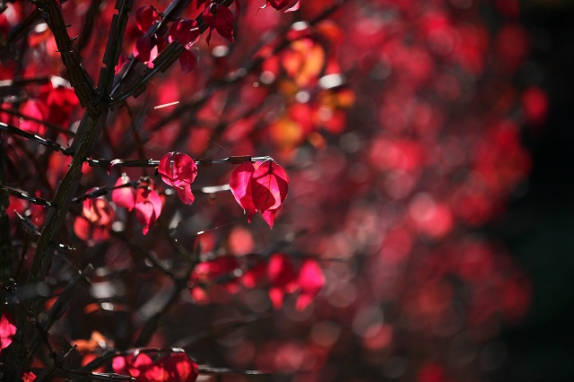 a0242438_21165996.jpg