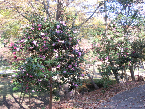 e0123587_10313657.jpg