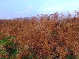 b0110999_552720.jpg
