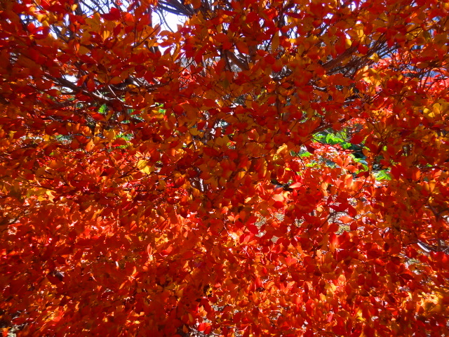 e0016828_1325759.jpg