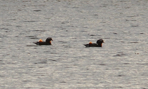 c0172139_1847353.jpg