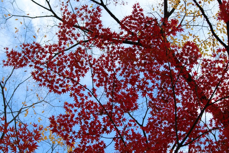 a0127090_22593010.jpg