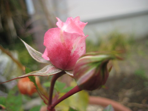 f0201297_832071.jpg