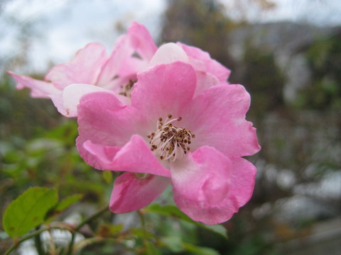 f0201297_8323570.jpg