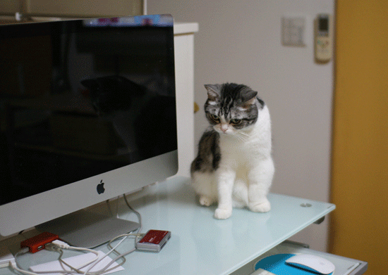 c0011300_11355363.gif